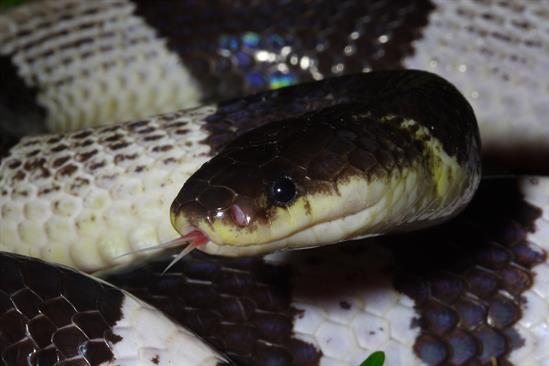 DJWilliams_2007_Bungarus-candidus_Thailand