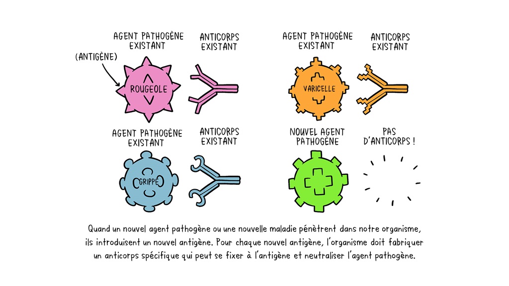 Illustration sur le role des anticorps face aux agents pathogènes